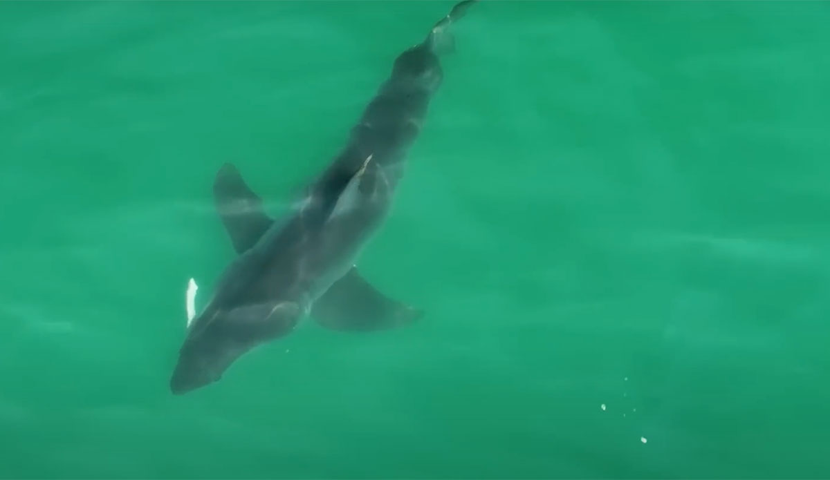 great white shark