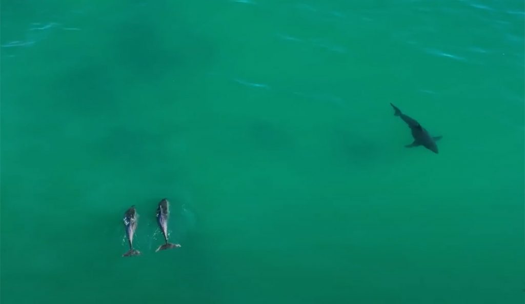dolphins messing with great white shark