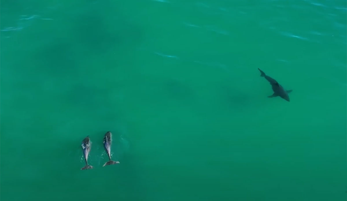 dolphins messing with great white shark