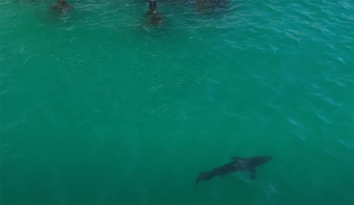 great white shark in Malibu