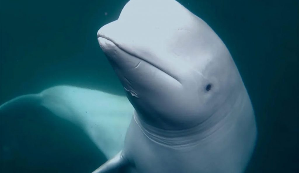 Hvaldimir the beluga whale