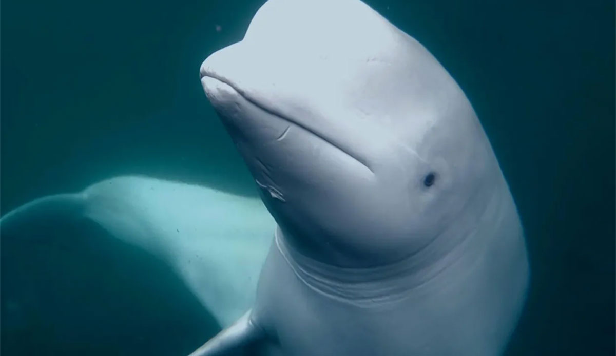 Hvaldimir the beluga whale