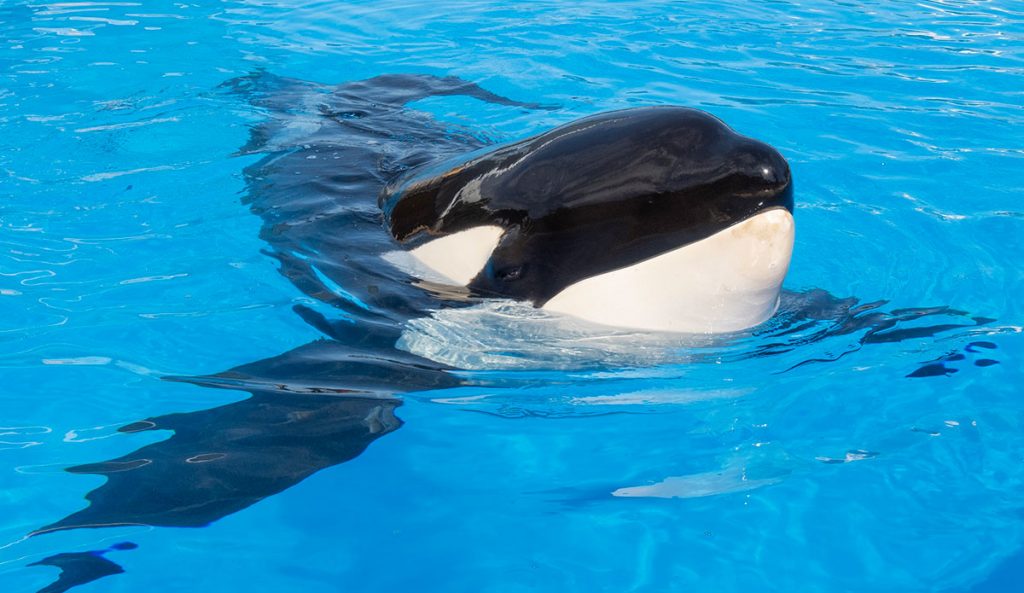 Keto the orca