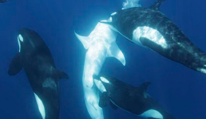 orcas attacking whale sharks
