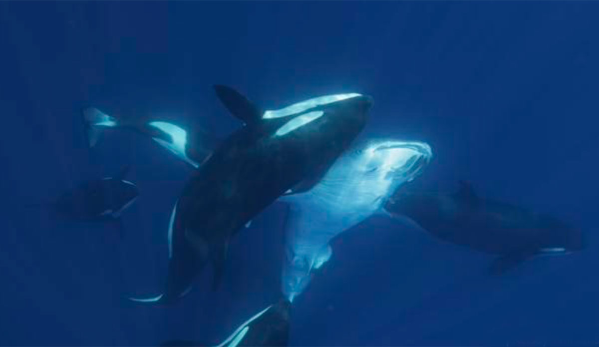 Orcas and whale sharks