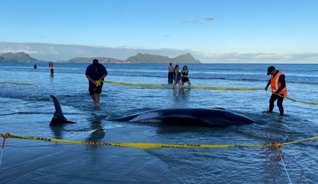 pilot whales stranded in New Zealand.