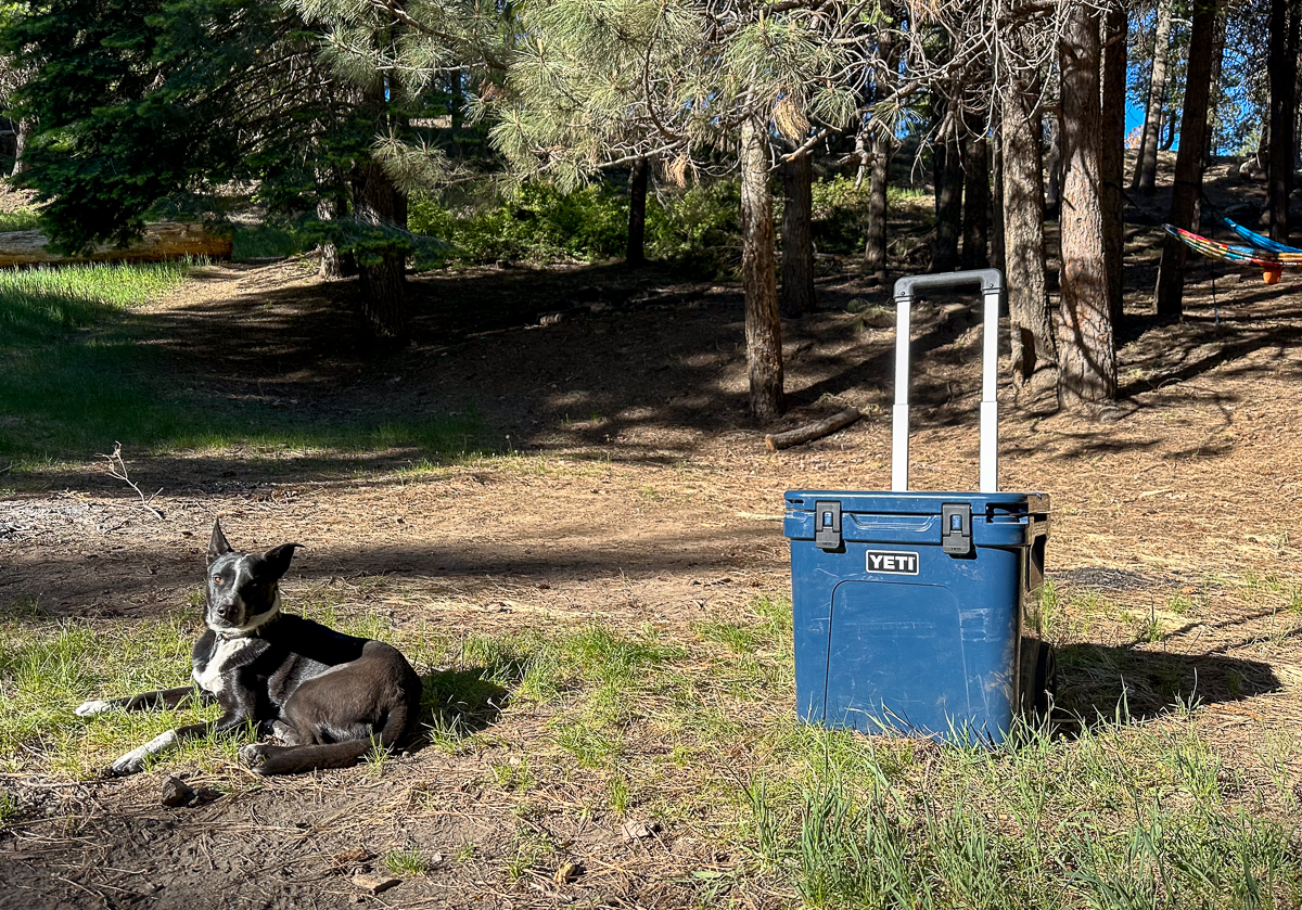dog laying next to cooler