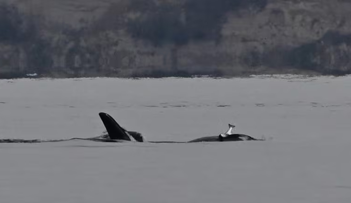 Photo: Jim Pasola // Orca Network