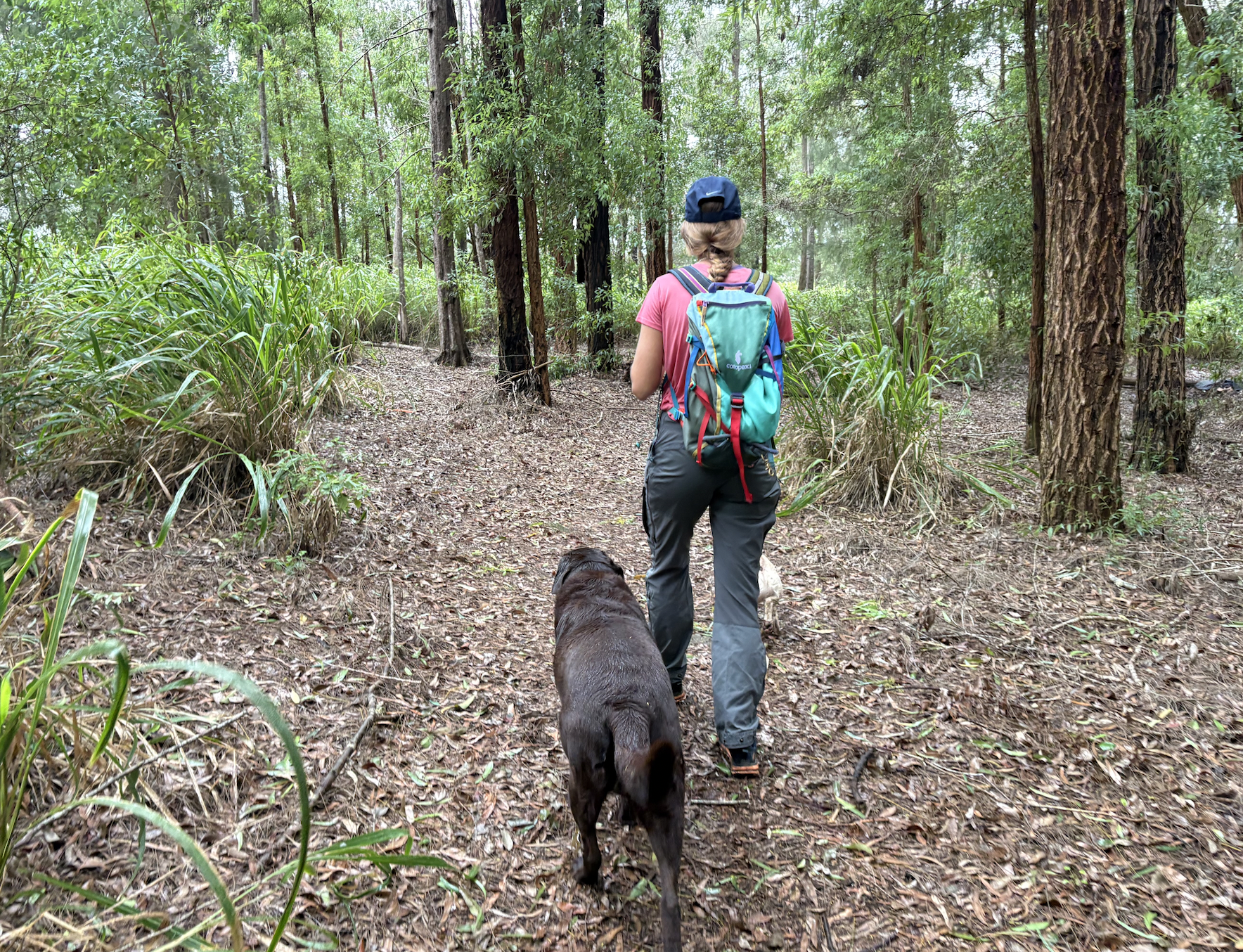 hiking with dogs 