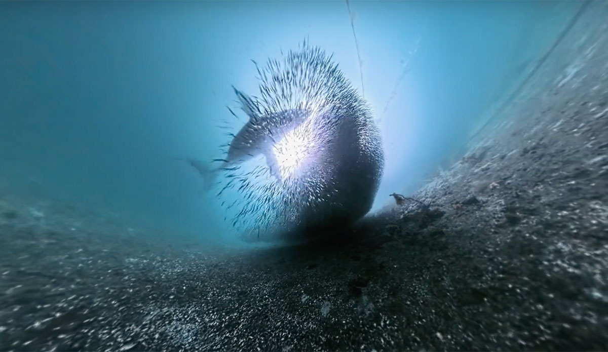 dropped camera films humpback whale