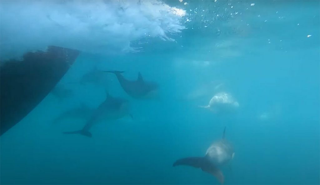 Dolphins bow riding