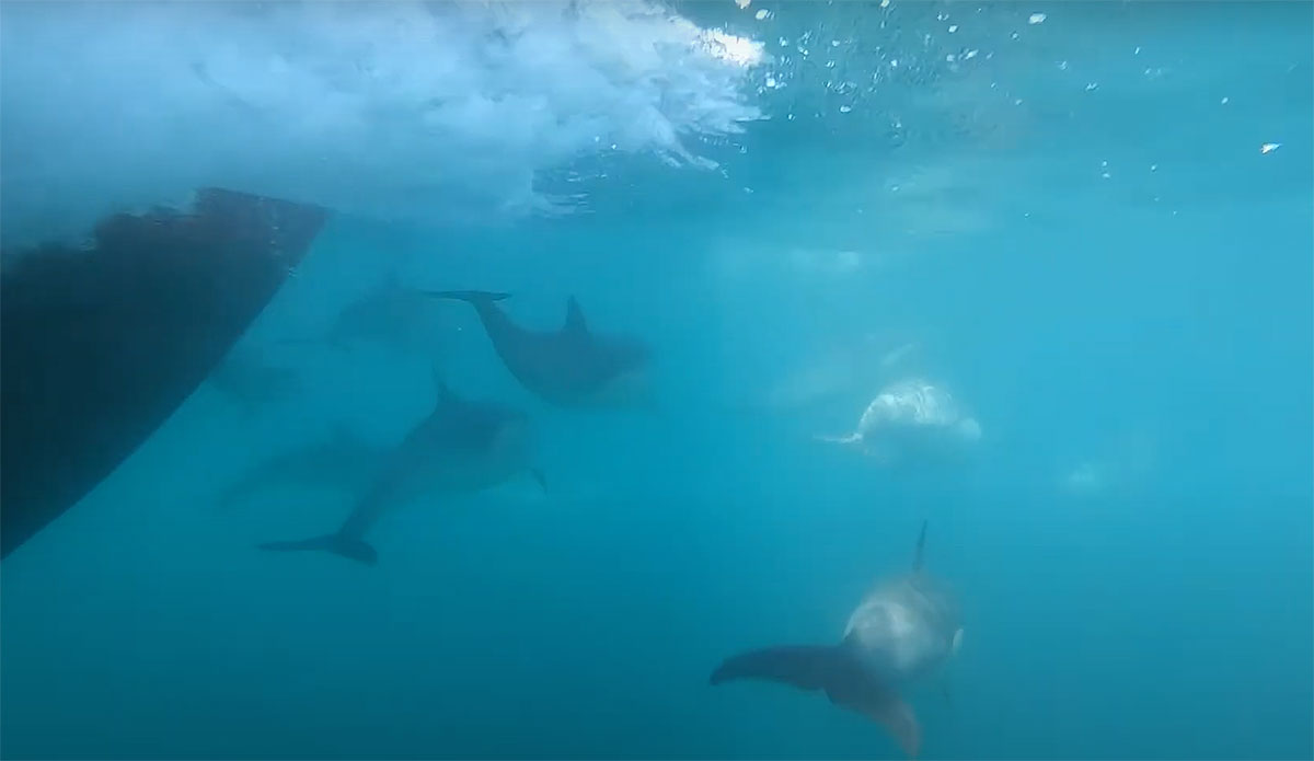 Dolphins bow riding