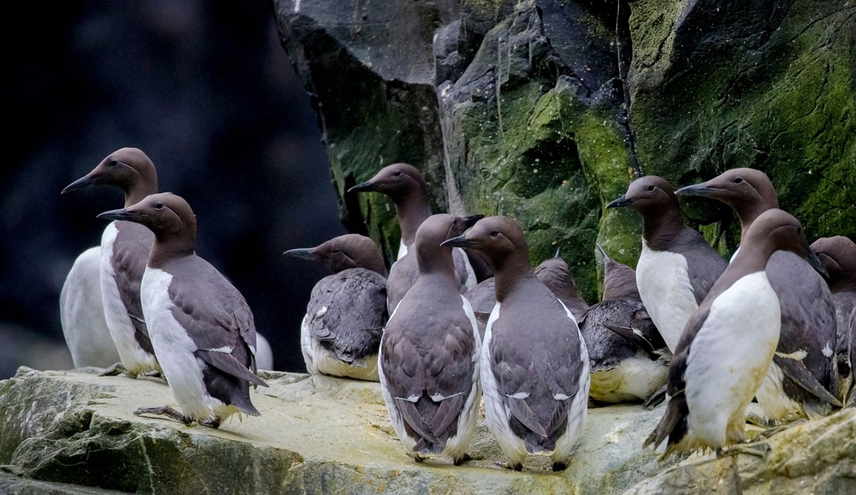 common murres single species die-off