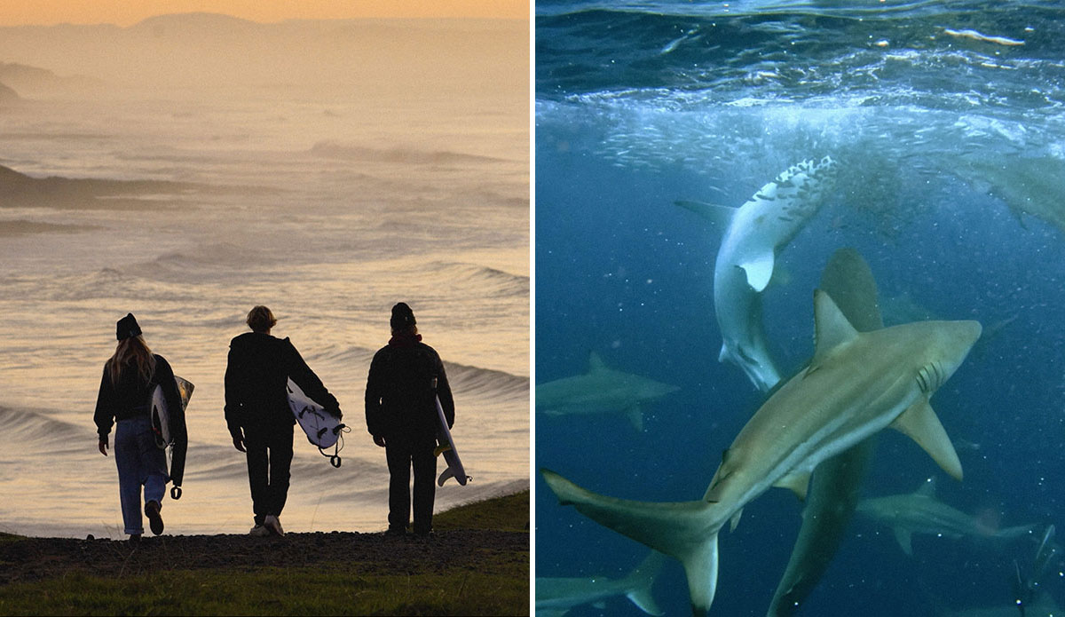 riding the sardine run surf film