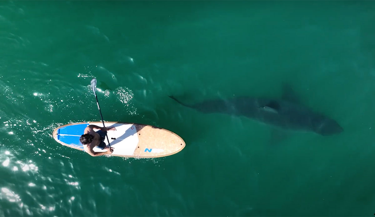 great white shark footage