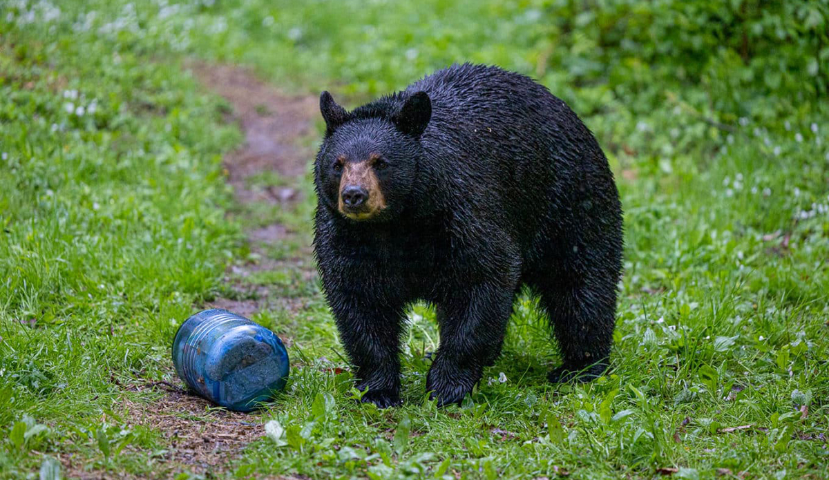 Are Bear Canisters Overpriced?
