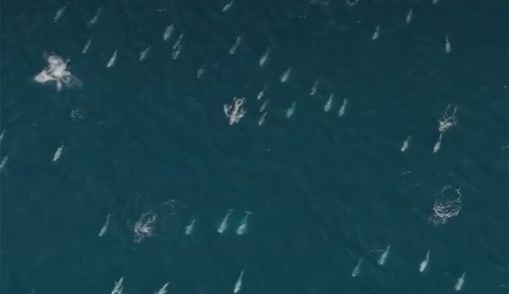 Risso's dolphins