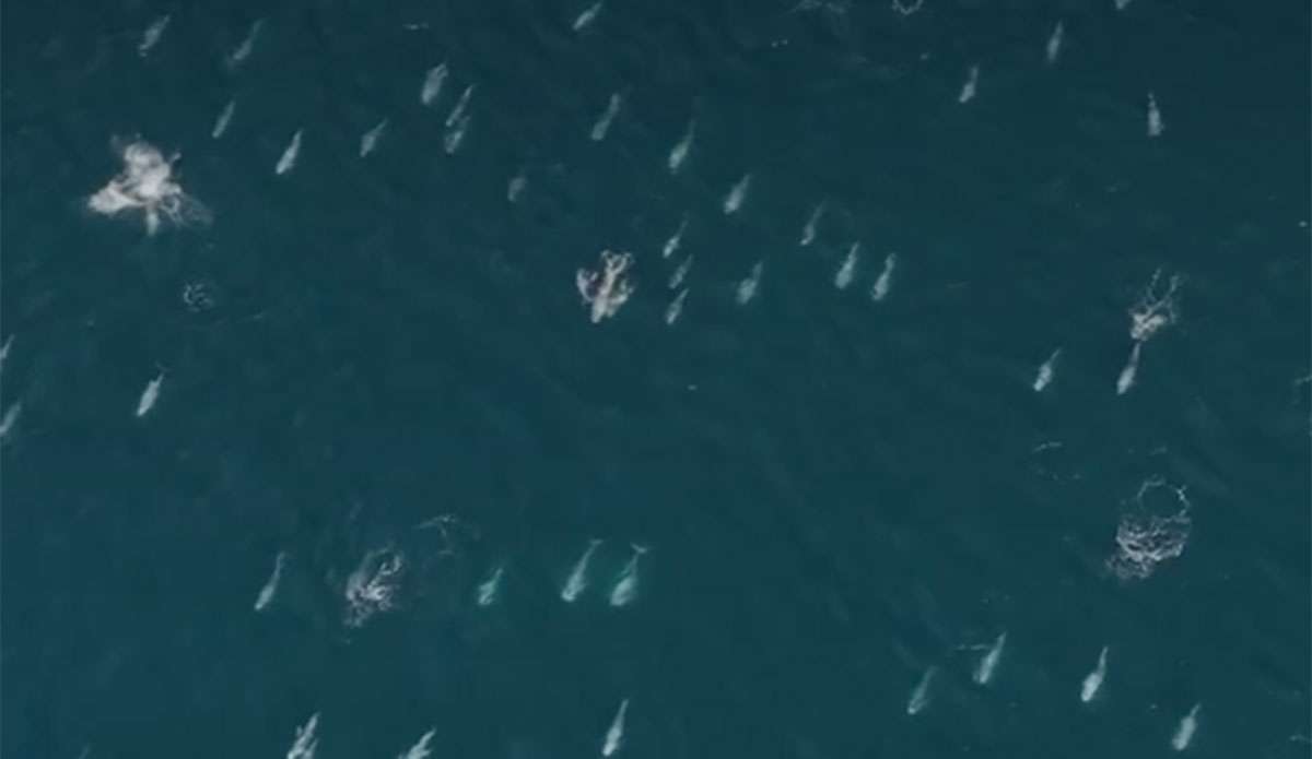 Risso's dolphins