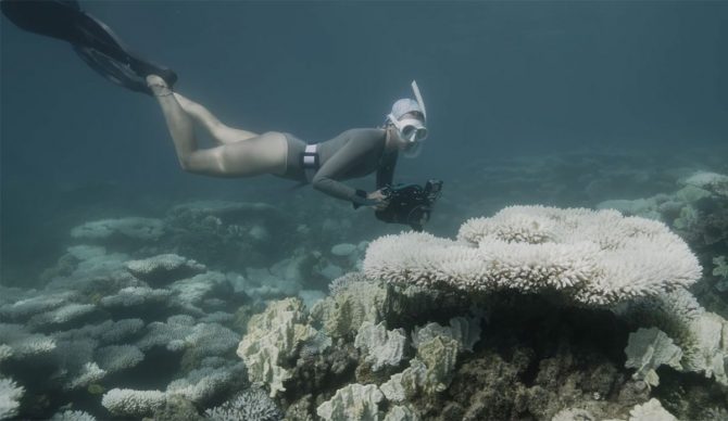 Ningaloo reef diver