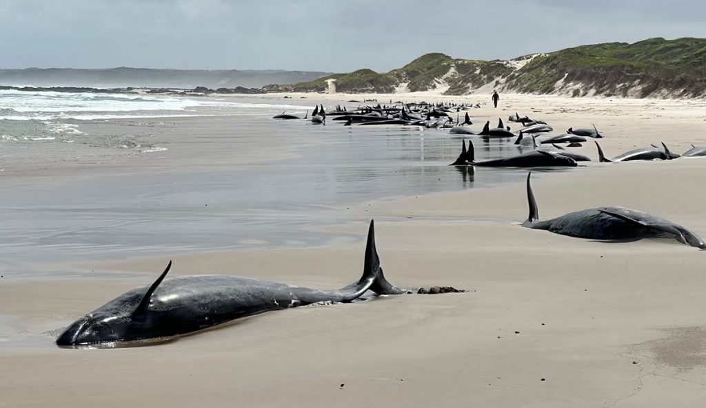False Killer Whales on Tasmania beach