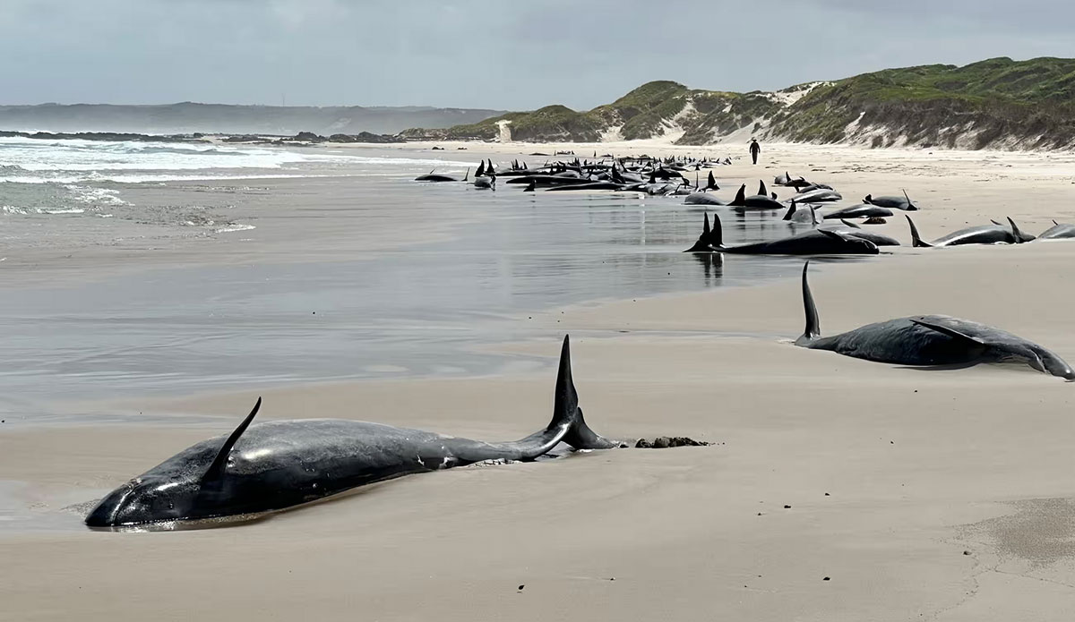 False Killer Whales on Tasmania beach