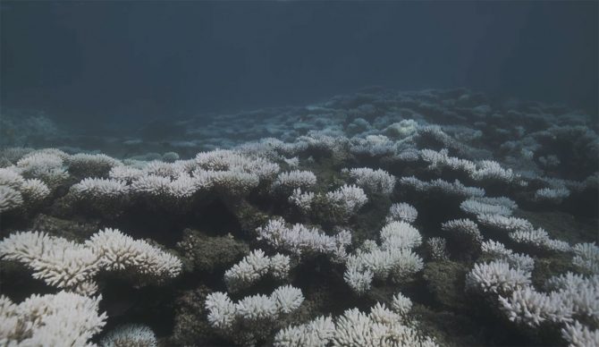 Ningaloo Reef coral bleaching