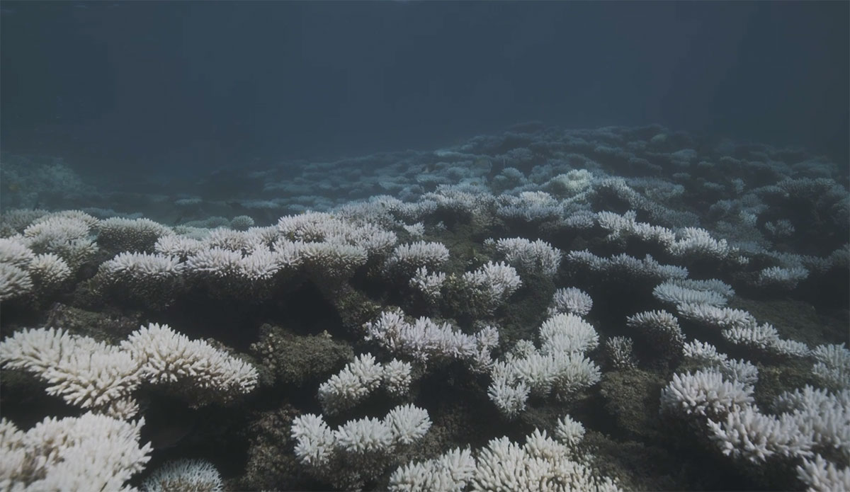 Ningaloo Reef coral bleaching