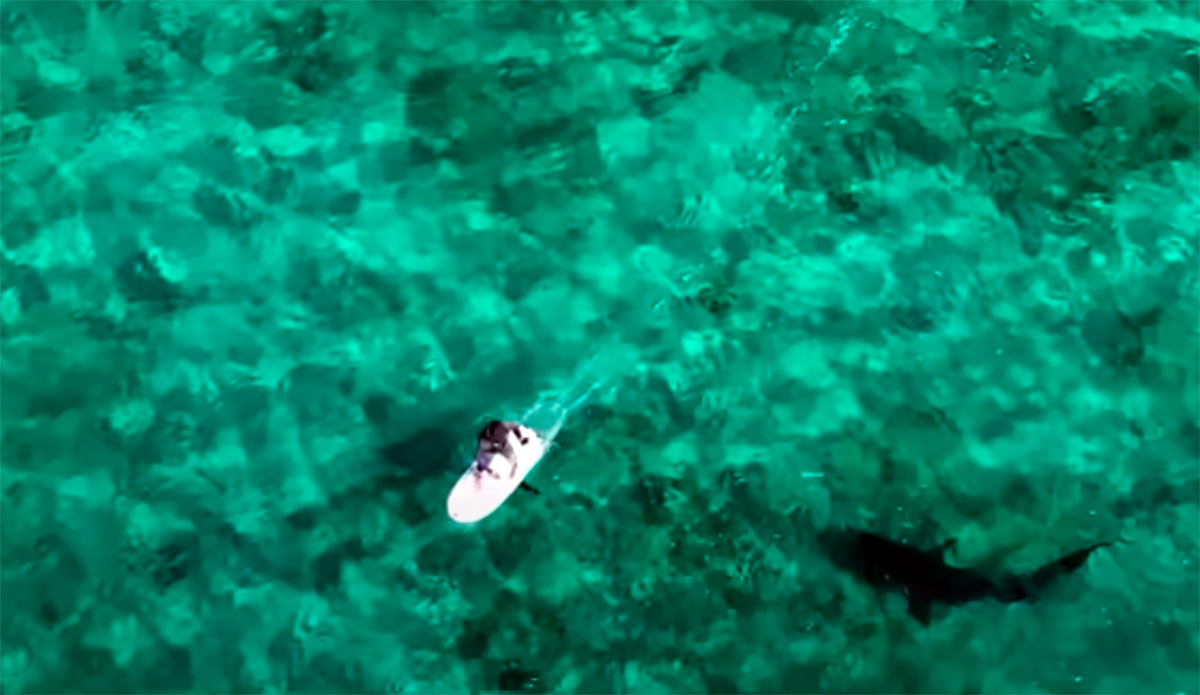 Carlos Gauna, or the Malibu Artist, took a trip to Maui and caught some pretty fascinating footage of a tiger shark checking out a foiler.