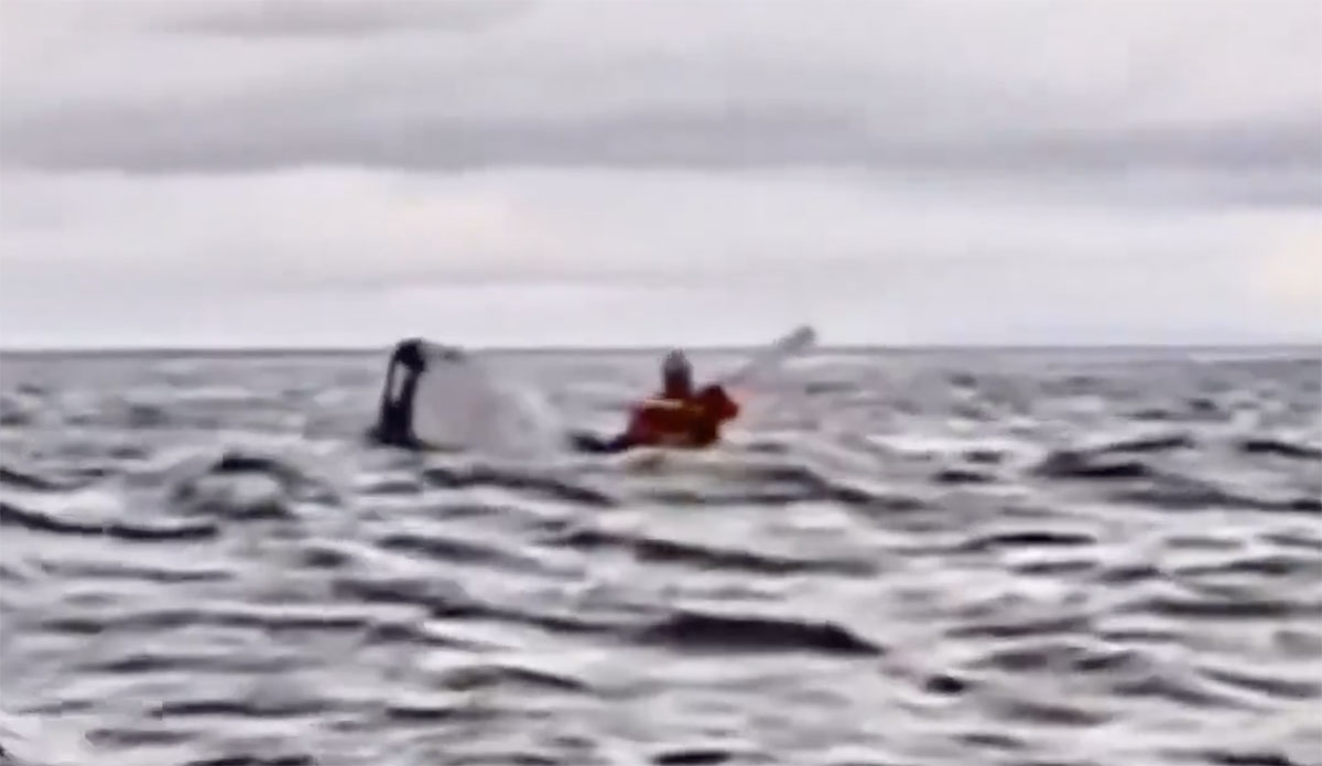 humpback whale swallows kayaker