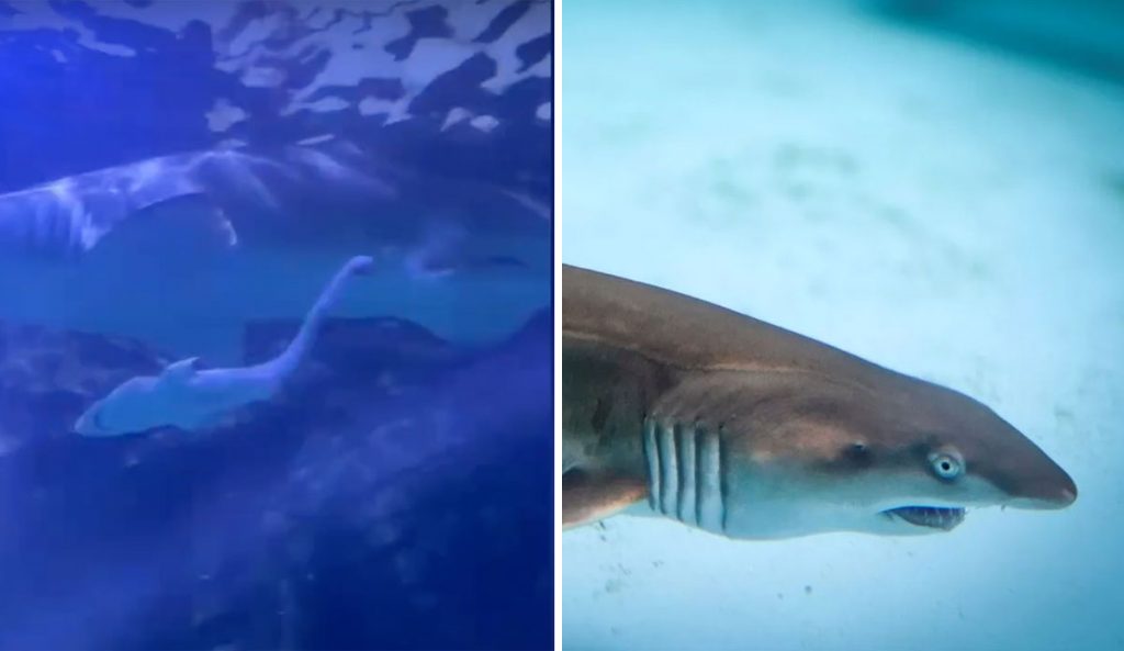 Grey Nurse shark birth