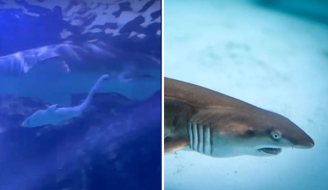 Grey Nurse shark birth