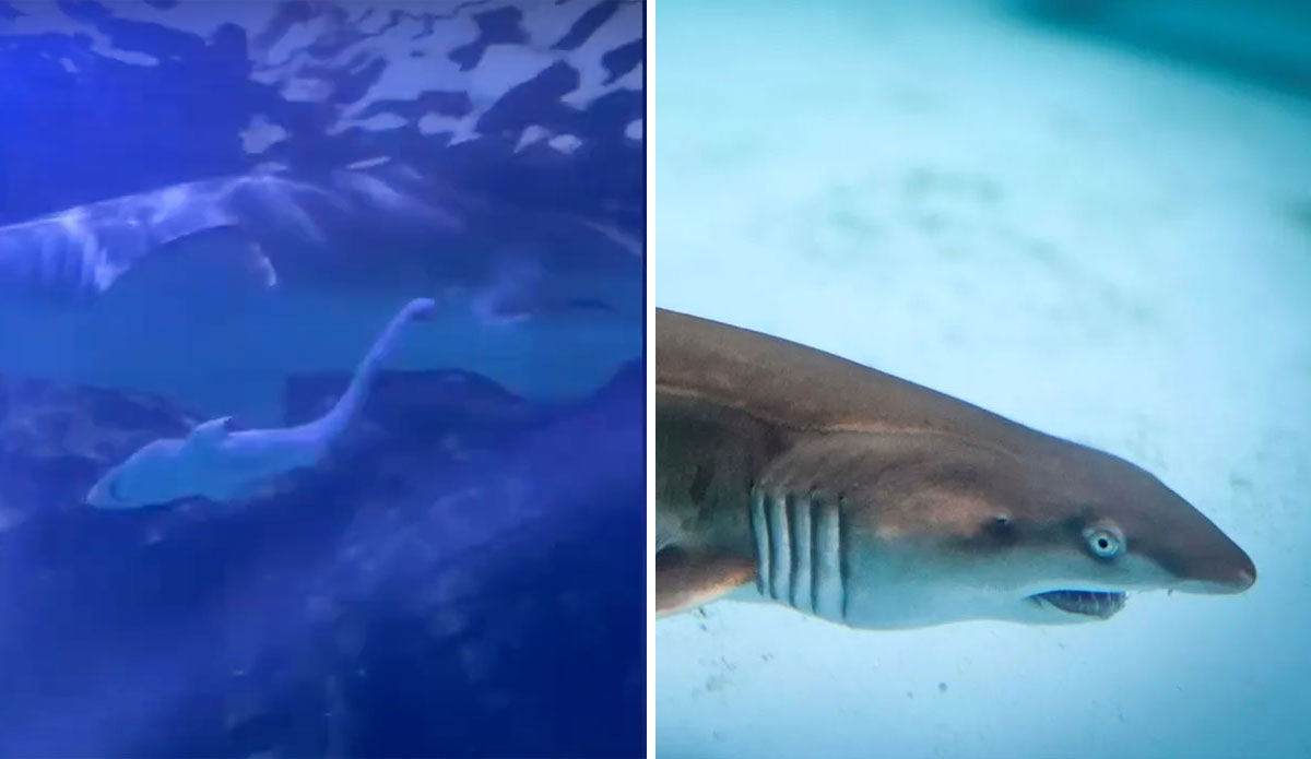 Grey Nurse shark birth