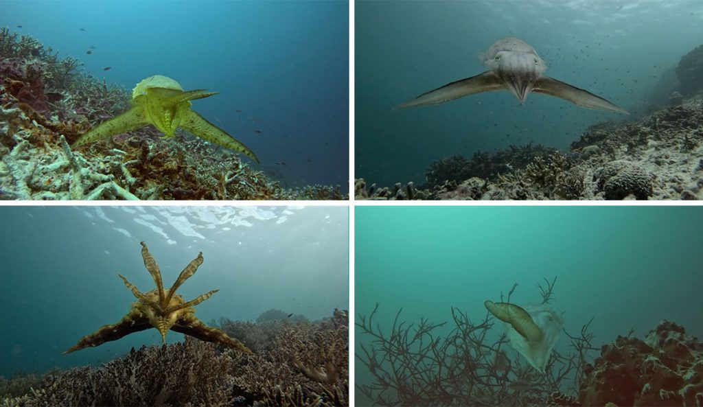 Cuttlefish hunting