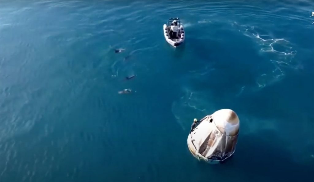 dolphins Spacex