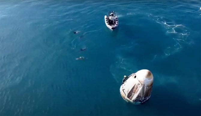 dolphins Spacex