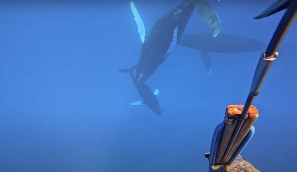 Mark Healey whale song