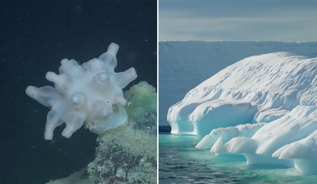 Ecosystem under antarctic ice shelf