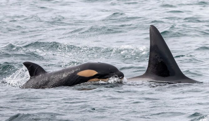 Bigg's Killer whale calf