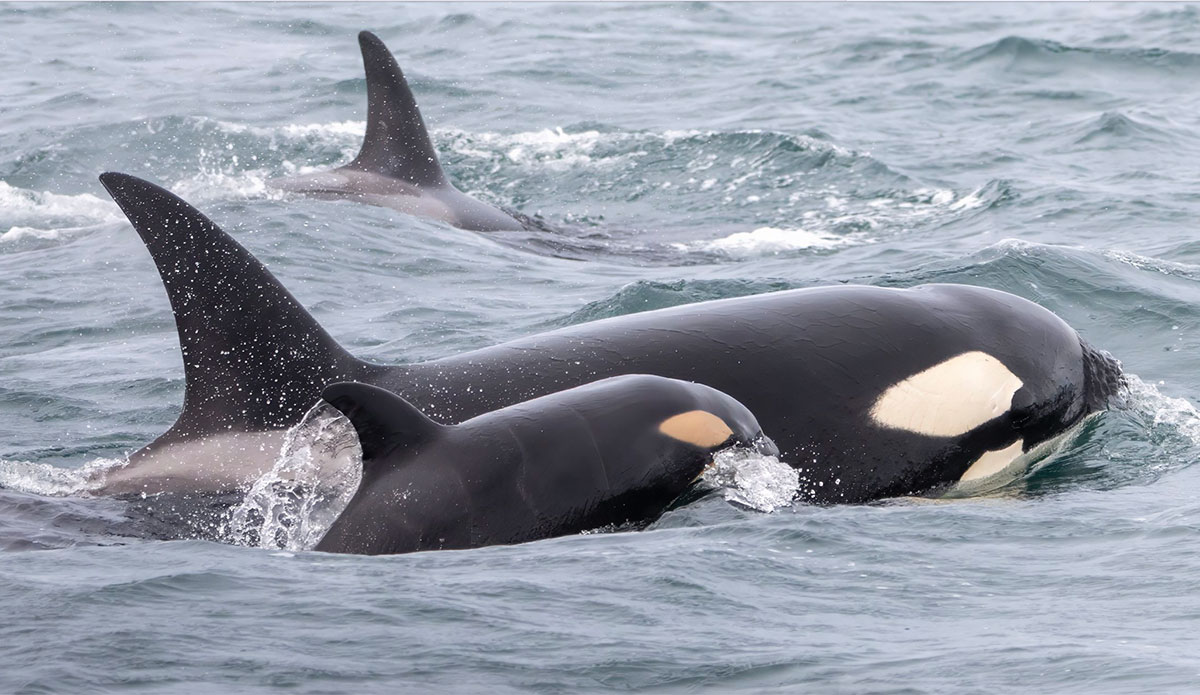 Bigg's killer whale