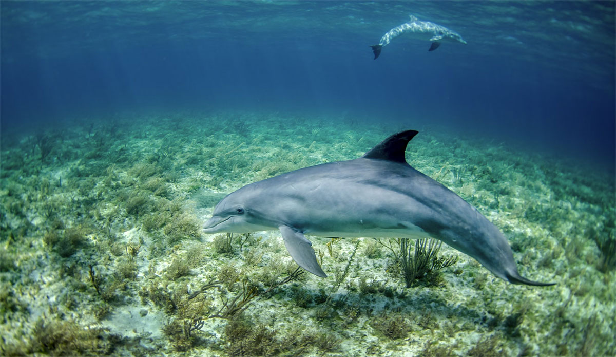 dolphins google AI dolphingemma