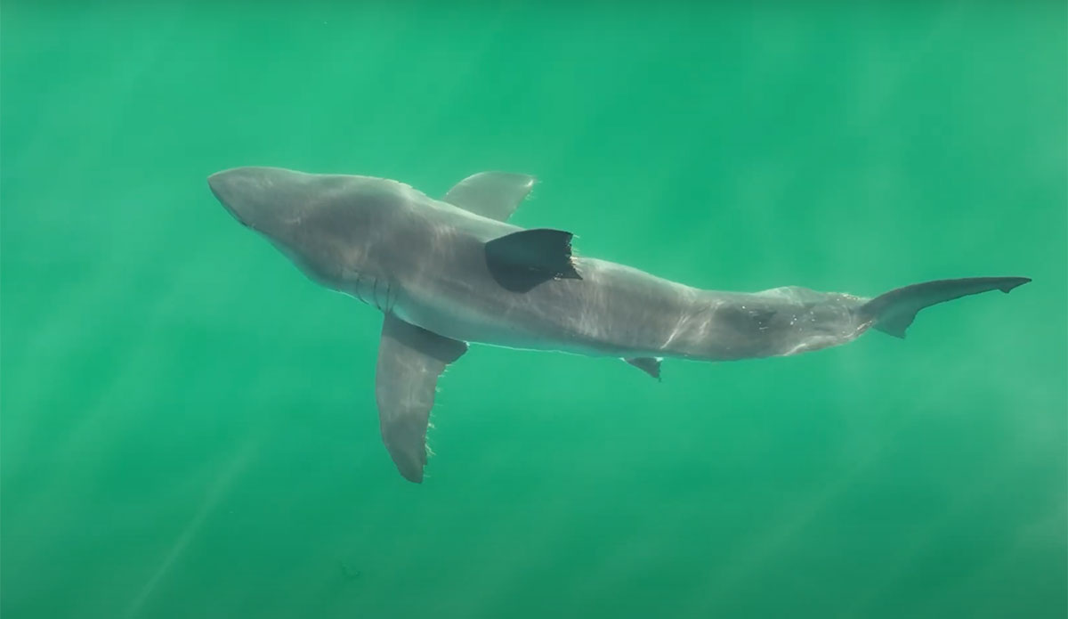 Great white shark off Huntington Beach