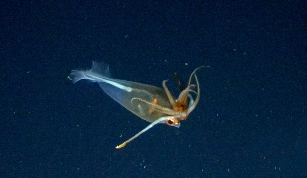 glacial glass squid