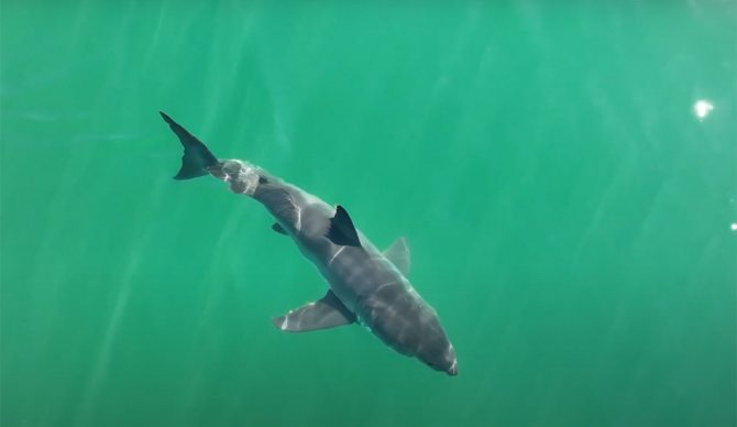 Great white sharks