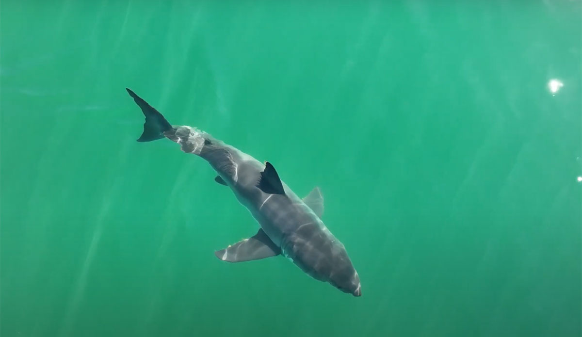 Great white sharks
