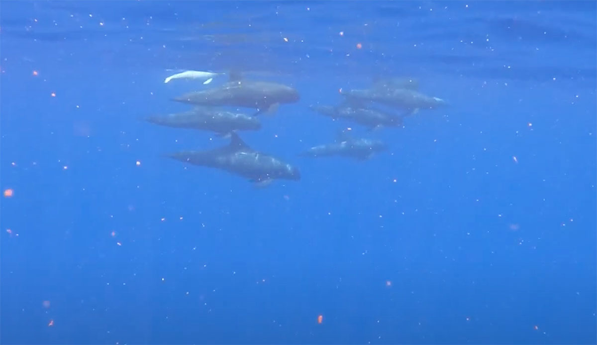 albino false killer whale