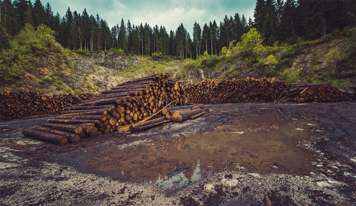 national forest logging