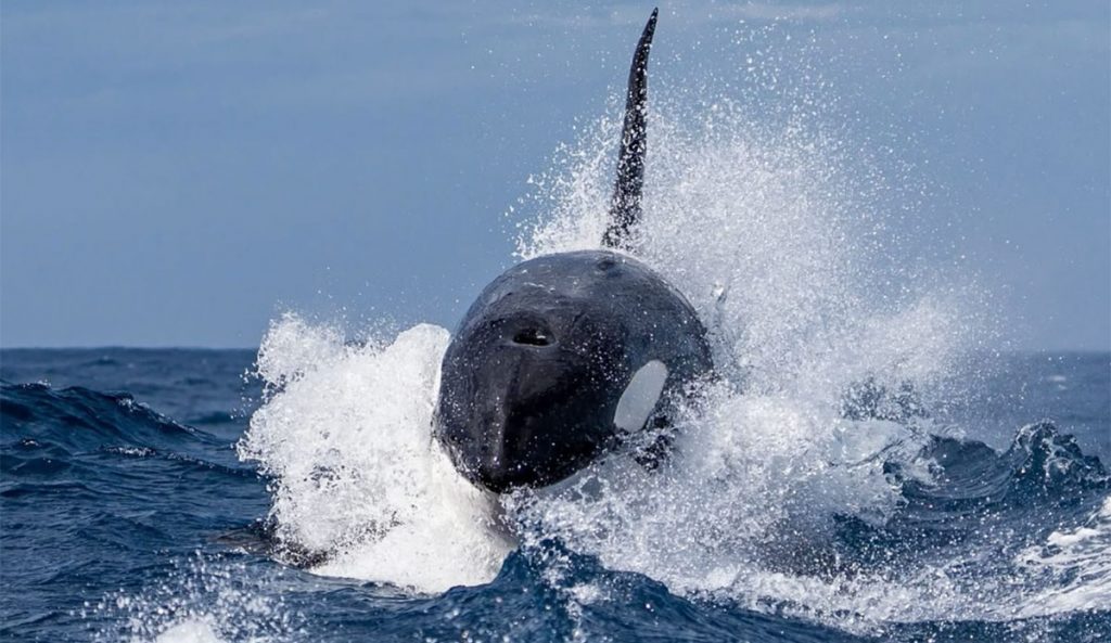 Orcas filmed killing whale