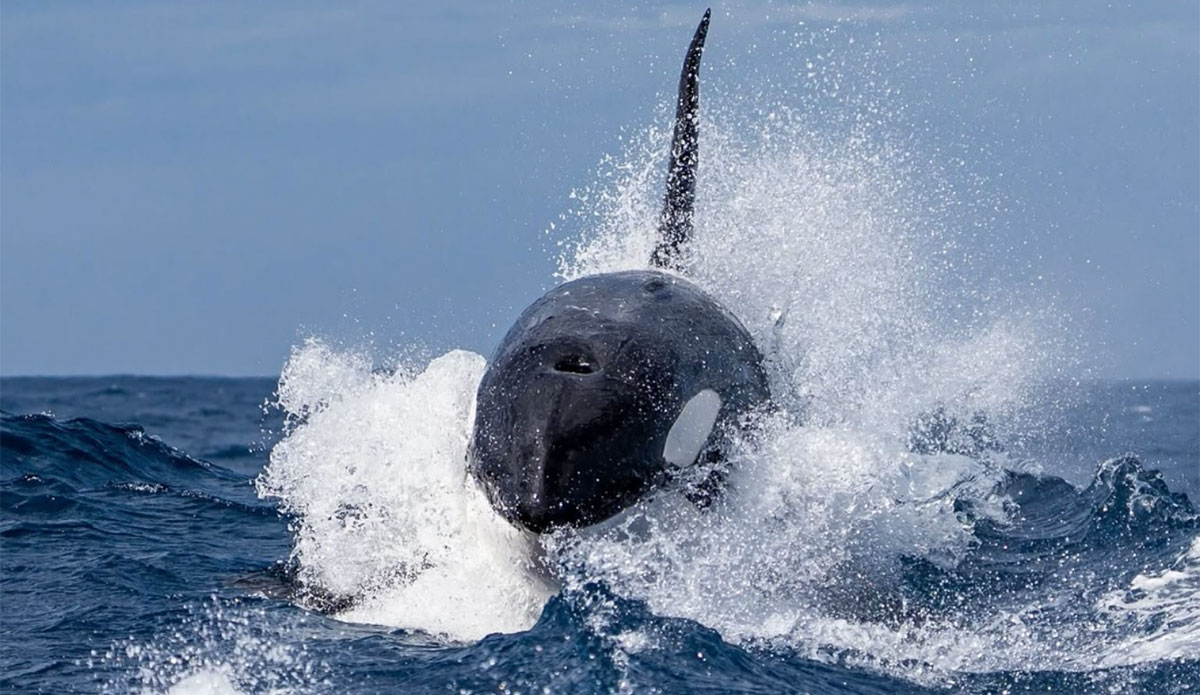 Orcas filmed killing whale