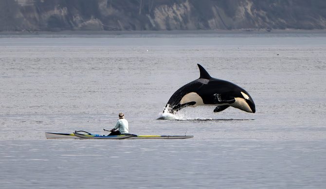 The Story Behind the Viral Photo of an Orca and an Outrigger Canoe