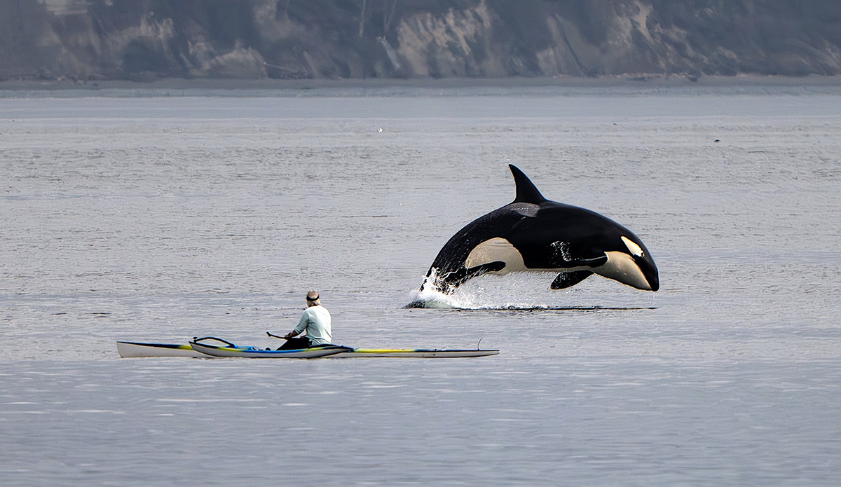 The Story Behind the Viral Photo of an Orca and an Outrigger Canoe